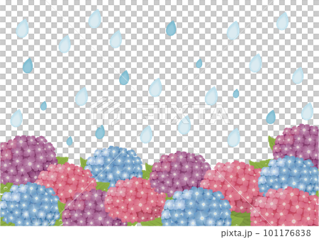 rainy hydrangea background rainy hydrangea background 101176838