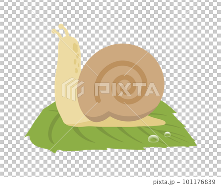 Snail on a leaf 101176839