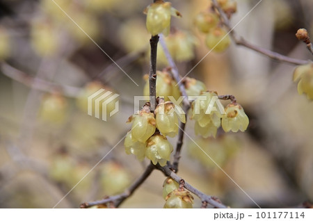 早春に薫り高い花を咲かせる蠟梅 早春に薫り高い花を咲かせる蠟梅 101177114