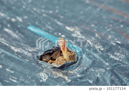 ジャガイモの芽　デストロイヤー　グラウンドペチカ 101177134