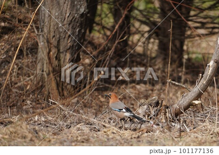 春 鳴き声豊かなミヤマカケス 春 鳴き声豊かなミヤマカケス 101177136