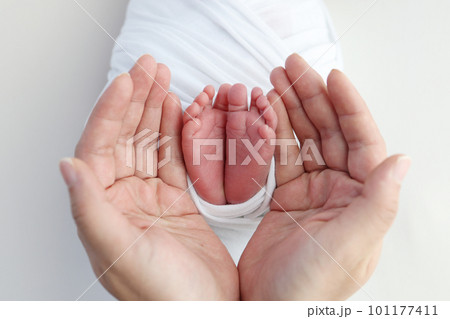 The palms of the father, the mother are holding the foot of the newborn baby in a white blanket. Feet of the newborn on the palms of the parents. Studio photography of a child's toes, heels and feet. 101177411