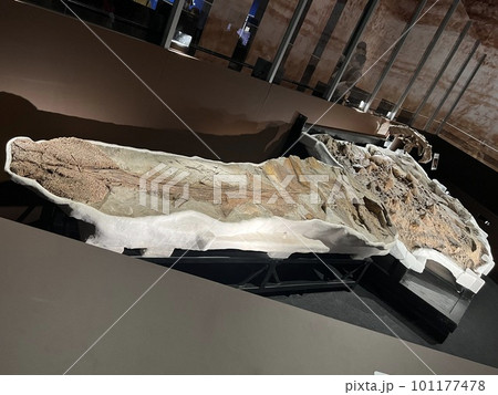 アンキロサウルス アンキロサウルス 101177478