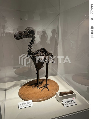 ドードー 101177499