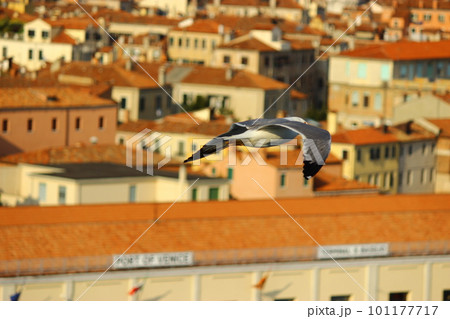 水の都べネチア 王道観光スポット サンマルコ広場周辺やクルーズ船から見える町の景色 水の都べネチア 王道観光スポット サンマルコ広場周辺やクルーズ船から見える町の景色 101177717