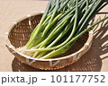 ざるに盛られたネギ 101177752