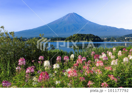 クレオメ咲く河口湖大石公園から望む夏富士 山梨県河口湖町 クレオメ咲く河口湖大石公園から望む夏富士 山梨県河口湖町 101177792