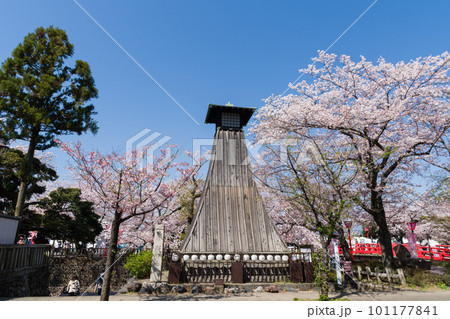 青空に映える満開の桜と住吉燈台　大垣市 101177841