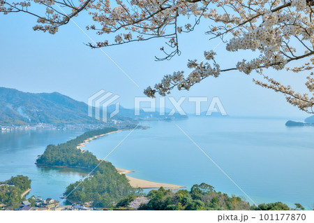 天橋立と満開の桜　日本三景　京都　宮津　観光名所 101177870