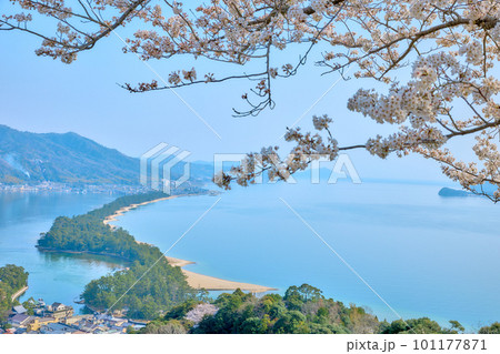 天橋立と満開の桜　日本三景　京都　宮津　観光名所 101177871