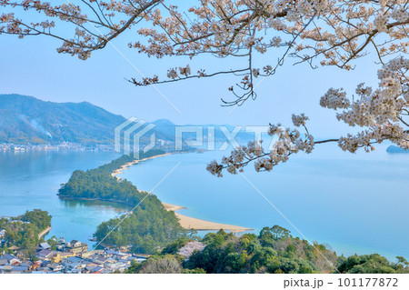 天橋立と満開の桜　日本三景　京都　宮津　観光名所 101177872