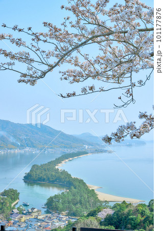 天橋立と満開の桜　日本三景　京都　宮津　観光名所 101177876