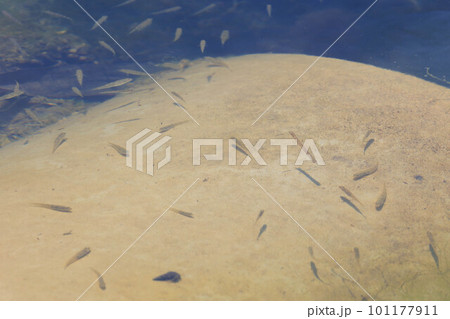 透明度の高い穏やかな水面 101177911