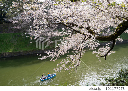 桜のある風景（千鳥ヶ淵） 101177973