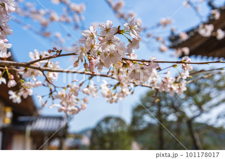 【第23番札所】春の薬王寺の桜【四国八十八箇所】 【第23番札所】春の薬王寺の桜【四国八十八箇所】 101178017