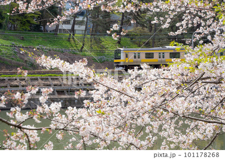 満開の桜の中を走る総武線の黄色い電車(市ヶ谷濠) 満開の桜の中を走る総武線の黄色い電車(市ヶ谷濠) 101178268