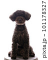 お座りしたトイプードル 101178327
