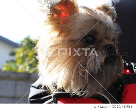 グリフォン 101178458