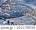 春の錦帯橋 101178534