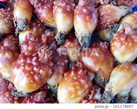 Sea squirt at the fish market 101178607