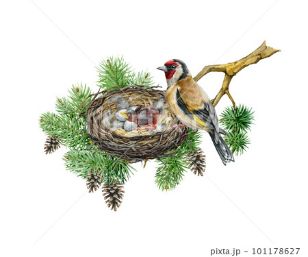 Goldfinch bird on the nest with eggs and newborn chick. Watercolor illustration. Hand drawn wildlife nature scene. Forest bird on the tree branch with nestling and egg laying. White background 101178627