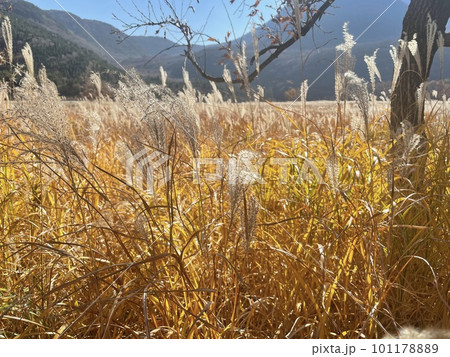 大分県　玖珠郡九重町　ダテ原湿原 101178889
