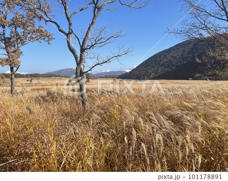 大分県 玖珠郡九重町 ダテ原湿原 大分県 玖珠郡九重町 ダテ原湿原 101178891