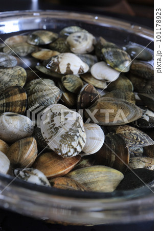 新鮮なアサリ 101178923