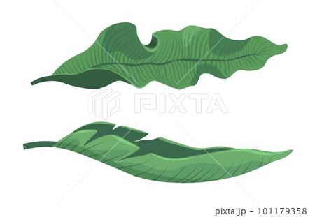 Tropical and exotic design, houseplant greenery 101179358