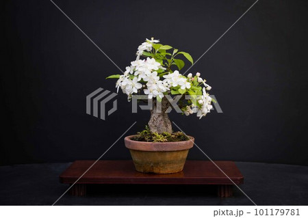 盆栽(りんご) 101179781