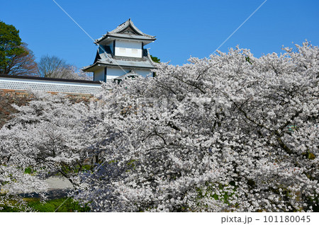 石川門 桜 満開 桂坂口からの絶景 金沢市 石川門 桜 満開 桂坂口からの絶景 金沢市 101180045