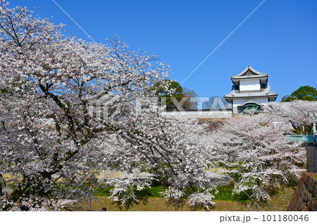 石川門 桜 満開 桂坂口からの絶景 金沢市 石川門 桜 満開 桂坂口からの絶景 金沢市 101180046