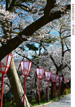 兼六園 紺屋坂 春 桜 金沢市 兼六園 紺屋坂 春 桜 金沢市 101180048