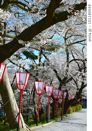 兼六園 紺屋坂 春 桜 金沢市 兼六園 紺屋坂 春 桜 金沢市 101180049