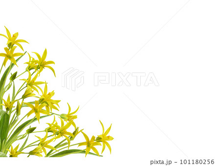 Yellow Gagea lutea flowers, bud and leaves in a corner arrangement isolated on white 101180256