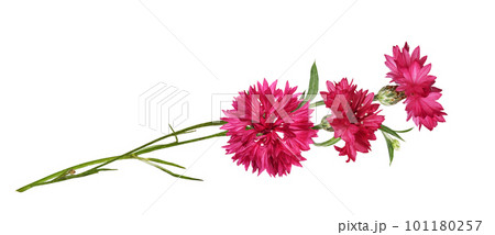 Red knapweed flowers in a floral arrangement isolated 101180257