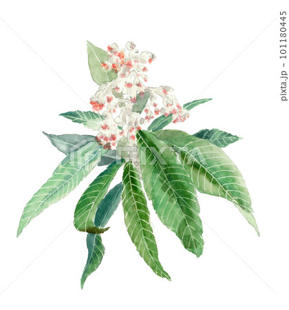 水彩で描いたビワの花のイラスト 白バック 透過背景 水彩で描いたビワの花のイラスト 白バック 透過背景 101180445