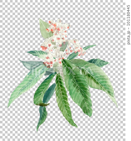 水彩で描いたビワの花のイラスト 白バック 透過背景 水彩で描いたビワの花のイラスト 白バック 透過背景 101180445