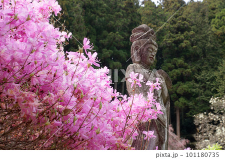 観音寺境内に咲くツツジ 101180735