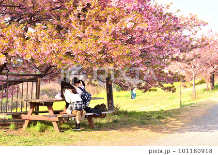 寒川目久尻川土手に咲く桜の下で遊ぶ少女たち 寒川目久尻川土手に咲く桜の下で遊ぶ少女たち 101180918