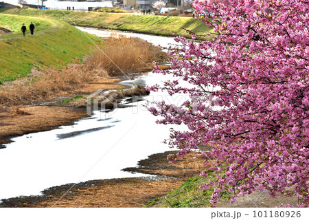 茅ヶ崎小出川土手に咲く河津桜 茅ヶ崎小出川土手に咲く河津桜 101180926