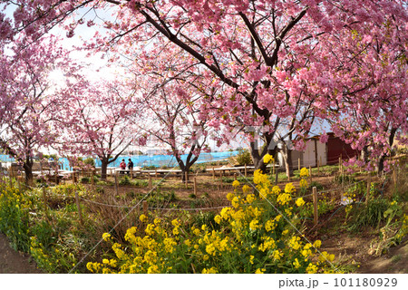 茅ヶ崎小出川土手に咲く河津桜と菜の花 101180929