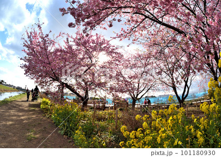 茅ヶ崎小出川土手に咲く河津桜と菜の花 101180930