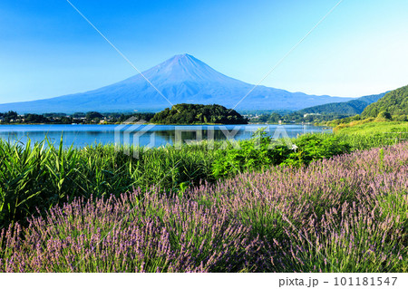 ラベンダー咲く河口湖大石公園と夏の富士山 山梨県河口湖町 ラベンダー咲く河口湖大石公園と夏の富士山 山梨県河口湖町 101181547