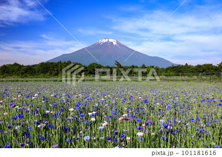 矢車菊咲く初夏の山中湖花の都公園 101181616