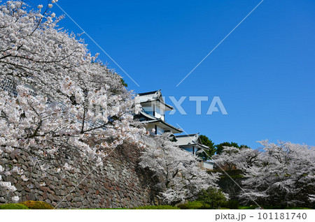 石川門　桜　金沢城公園　金沢市 101181740