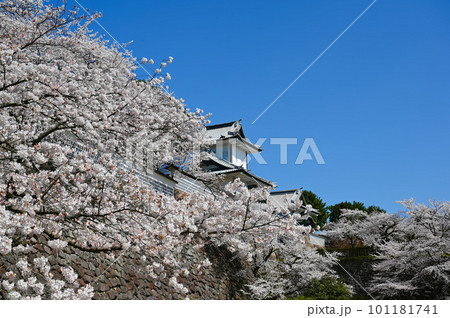 石川門　桜　金沢城公園　金沢市 101181741