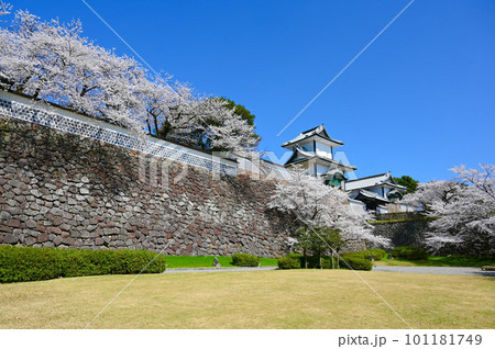 石川門 沈床園 桜 満開 金沢市 石川門 沈床園 桜 満開 金沢市 101181749