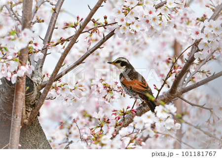 春の満開の桜の花と、身近な渡り鳥ツグミ 春の満開の桜の花と、身近な渡り鳥ツグミ 101181767