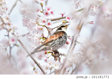 春の満開の桜の花と、身近な渡り鳥ツグミ 春の満開の桜の花と、身近な渡り鳥ツグミ 101181771